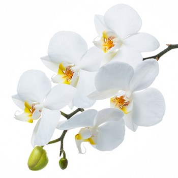 Стол обеденный Танго белый/Орхидея в Шушенском - shushenskoe.mebel54.com | фото